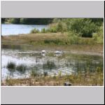 Cygnus olor - Hoeckerschwan 09.jpg